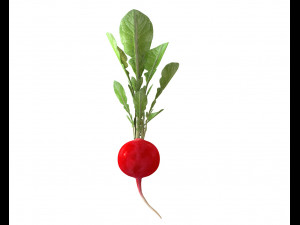 radish red 3Dモデル