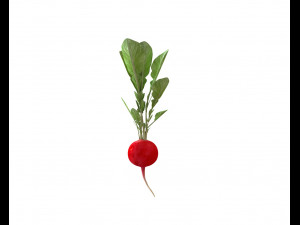 radish red 3Dモデル