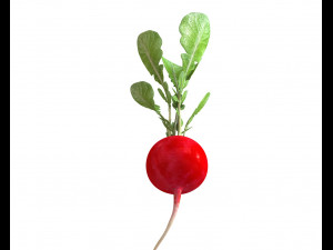 radish red 3Dモデル