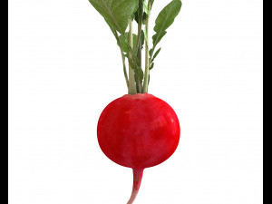 radish red 3Dモデル