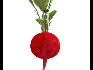 radish red 3Dモデル