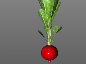 radish red 3Dモデル
