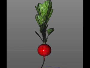 rabanete vermelho Modelo 3D