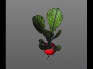 radish red 3Dモデル