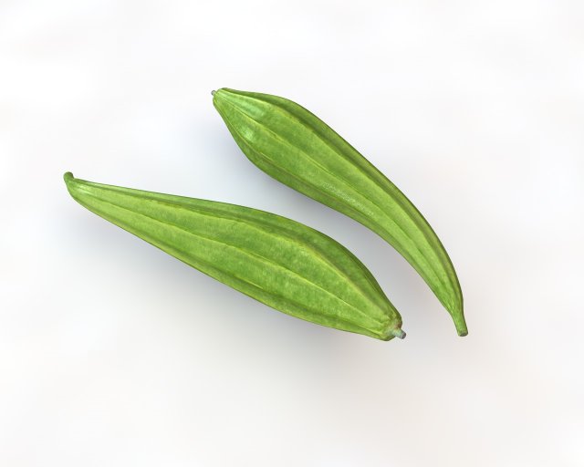 ridge gourd 3D Model .c4d .max .obj .3ds .fbx .stl .blend 