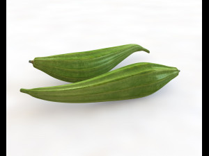 ridge gourd 3D Model