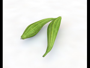 ridge gourd 3D Model