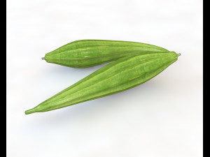ridge gourd 3D Model