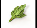 spinach 3D 모델