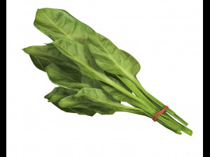 spinach 3D Model