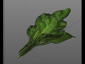 spinach 3D Model