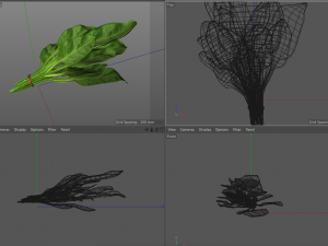 spinach 3D Model