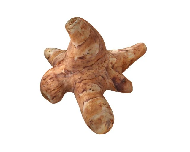 sunchoke 3D Model .c4d .max .obj .3ds .fbx .stl .blend 