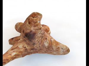 sunchoke 3D Model