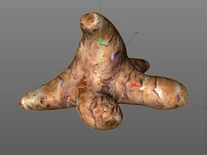 sunchoke 3D Model