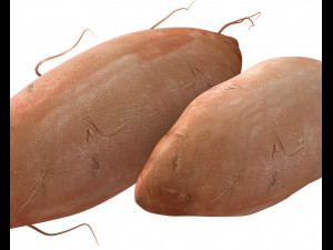 sweet potato brown 3D Model