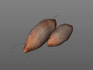 sweet potato brown 3D Model