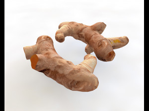 turmeric root Model 3D