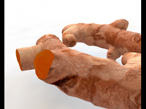 turmeric root Model 3D