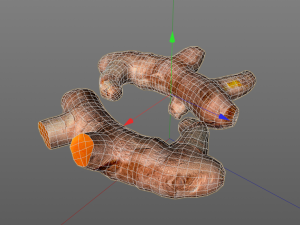 turmeric root Model 3D