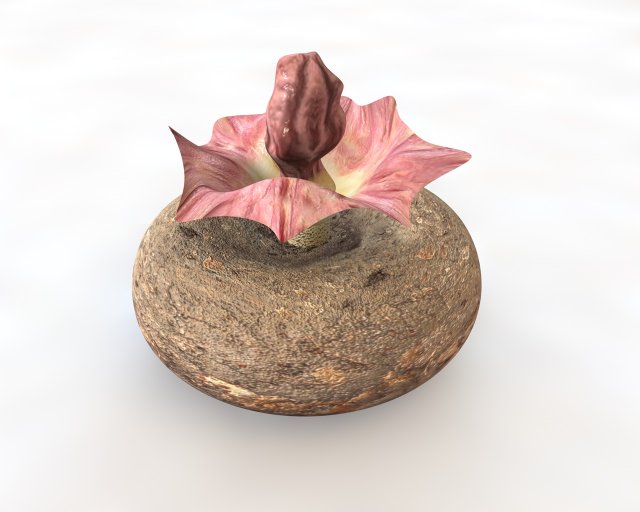 yam elephant foot vegetable 3Dモデル .c4d .max .obj .3ds .fbx .stl .blend 