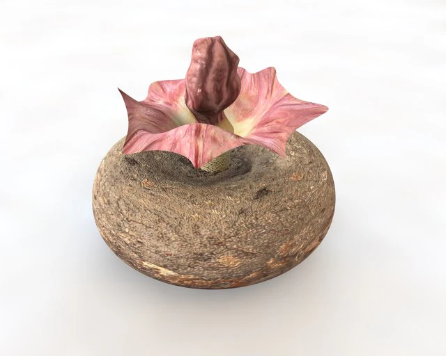 yam elephant foot vegetable 3D Model .c4d .max .obj .3ds .fbx .stl .blend