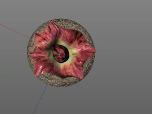 yam elephant foot vegetable 3D Model