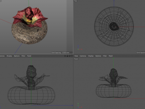 yam elephant foot vegetable 3Dモデル