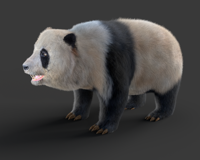 panda hair fur rigged Modello 3D .c4d .max .obj .3ds .fbx .stl .blend 