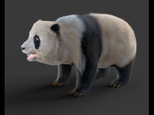 panda hair fur rigged 3D Model