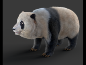 panda hair fur rigged Modello 3D