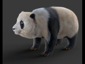 pelliccia di panda truccata Modello 3D