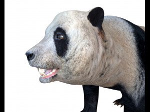 panda hair fur rigged Modello 3D