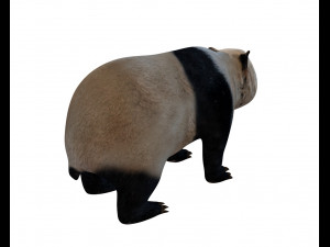 panda hair fur rigged Modello 3D