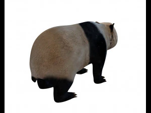 pelliccia di panda truccata Modello 3D