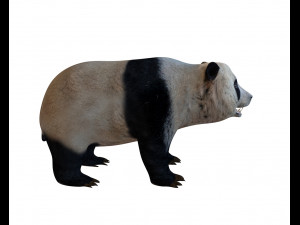 panda hair fur rigged Modello 3D
