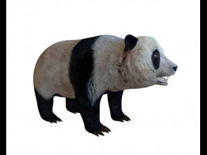 pelliccia di panda truccata Modello 3D