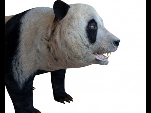 panda hair fur rigged Modello 3D
