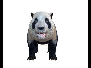 panda hair fur rigged Modello 3D