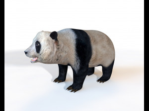panda rigged 3D Model