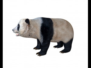 panda rigged Model 3D