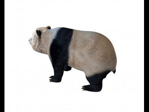 panda rigged Model 3D