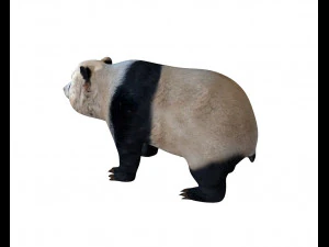 panda rigged 3D Model