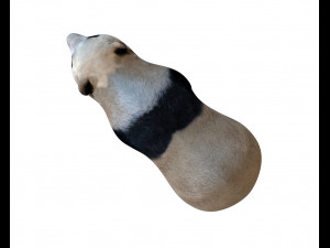 panda rigged Model 3D