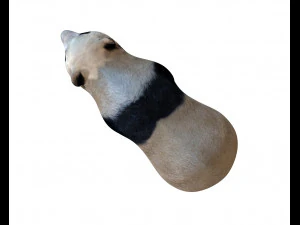 panda rigged 3D Model