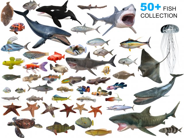 50 fish collection low poly s Model 3D .c4d .max .obj .3ds .fbx .stl .blend 