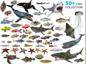 50 fish collection low poly s 3D Model