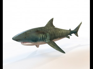 50 fish collection low poly s Model 3D
