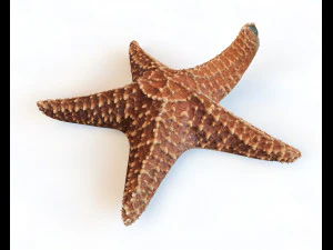 Cole&ccedil;&atilde;o de 50 peixes low poly s Modelo 3D