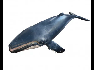 Cole&ccedil;&atilde;o de 50 peixes low poly s Modelo 3D